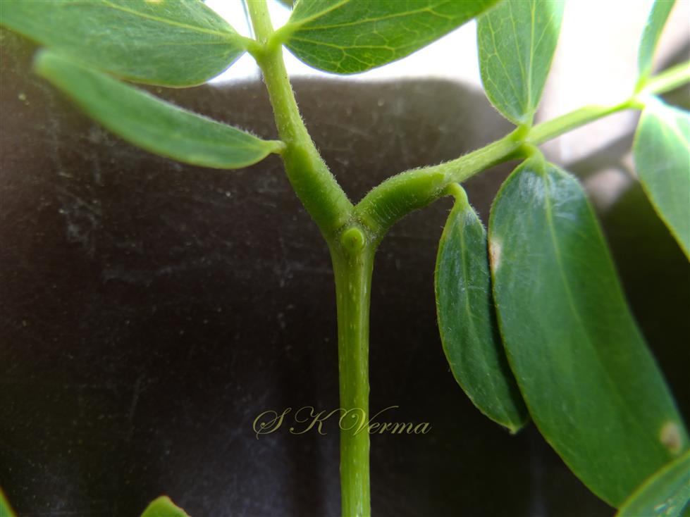  Gland between uppermost pair of pinnae